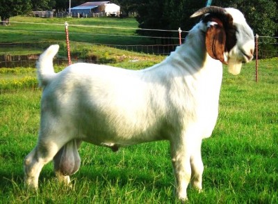 pure boer goats