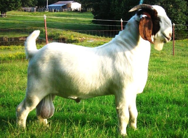 pure boer goats