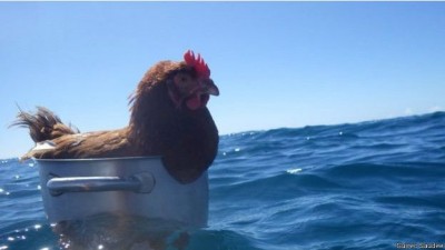 monique_the_hen_who_is_sailing_around_the_world