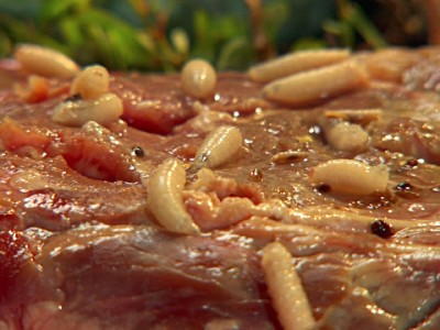 rotting meat