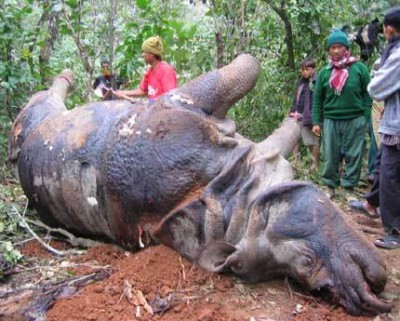 murdered rhino