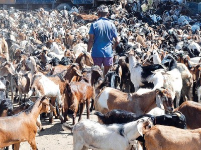 Goat Market of Kathmandu