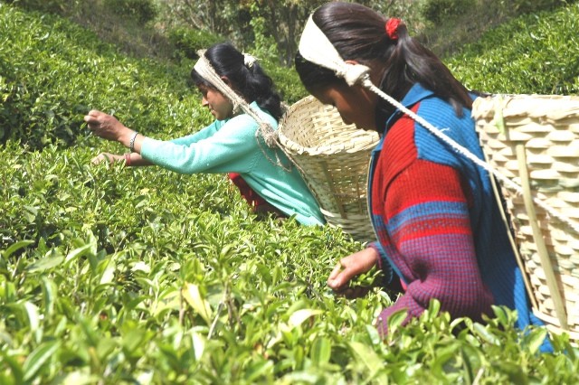 Tea workers