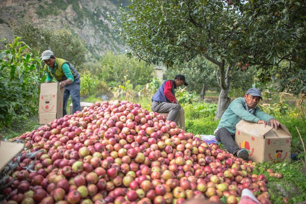 apple of Mustang, File Photo