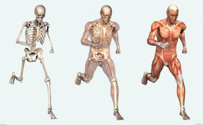 human body showing organs