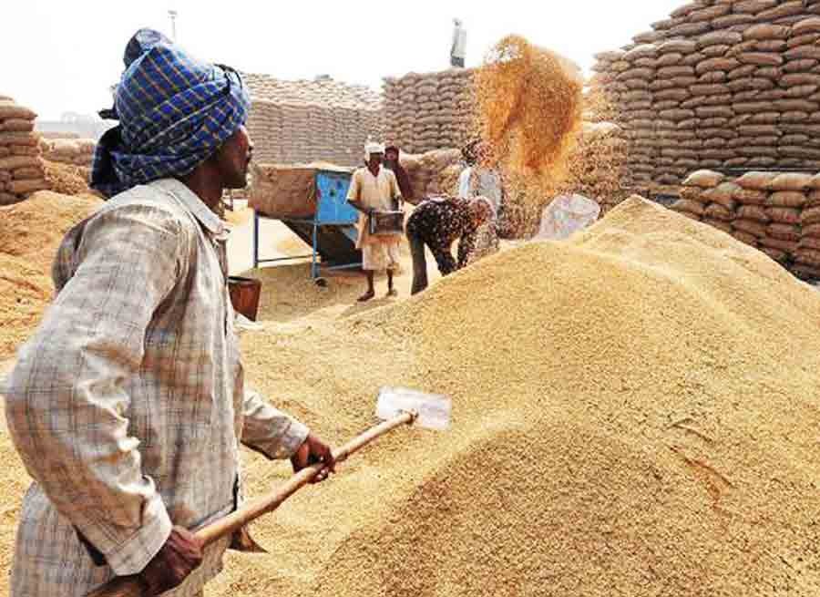 paddy production