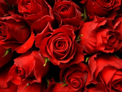 भ्यालेन्टाइनका लागि भारतबाट ५० लाखको गुलाब ल्याइँदै