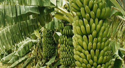 1491470400Banana-Farming.jpg