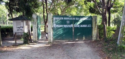 himalaya tea estate