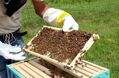 1514875299Bee-Farming-hive.jpg