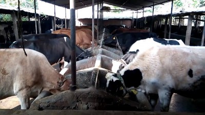 सिंगो गाउँका युवा पशुपालनमा, एकवर्षमा १ करोडको दूध बिक्री
