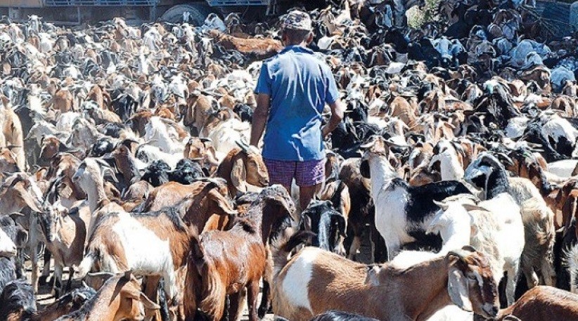 File photo of goat market of Kathmandu