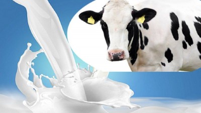 बहस : गाईको दूध कति फाइदाजनक, कति हानिकारक