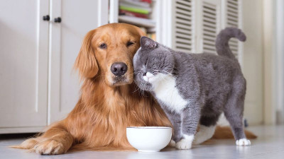 1586322819dog-and-cat.jpg