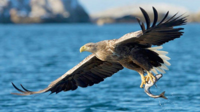 1588847744white-tailed-eagle.jpg
