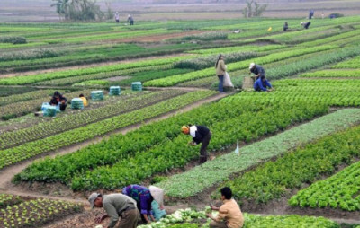 मासिक पाँच लाख कमाउने किसानको सुझाव : हाम्रै माटोमा केही गरौँ
