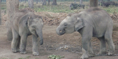 1595392086twin-baby-elephants.jpg