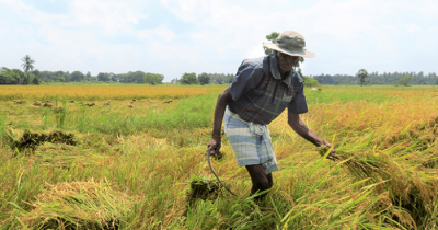 श्रीलंकामा खाद्यसंकटको त्रास: खेती गर्न कर्मचारीलाई सातामा थप १ दिन बिदा